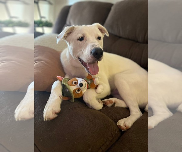 Medium Photo #2 Siberian Husky-Unknown Mix Puppy For Sale in Holly Springs, NC, USA