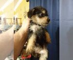 Small Photo #5 Poodle (Toy)-Schnauzer (Miniature) Mix Puppy For Sale in CULLMAN, AL, USA