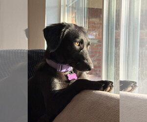 Madison - Female Collie-Unknown Mix Dog for Adoption - Photo #4