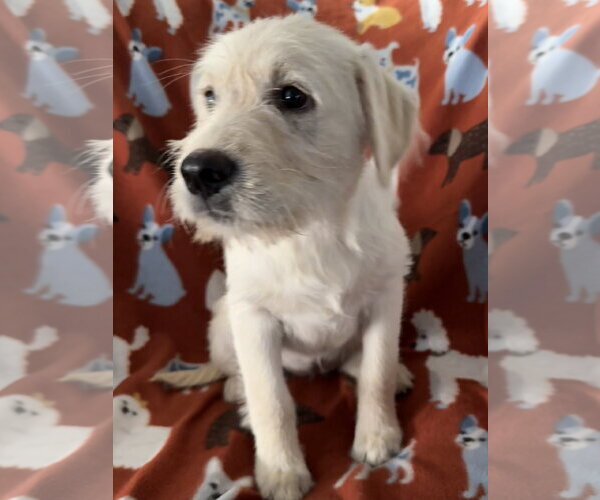 Medium Photo #1 Labrador Retriever-Unknown Mix Puppy For Sale in The Woodlands, TX, USA