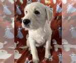 Moonstone - Female Labrador Retriever-Unknown Mix Dog for Adoption - Small photo