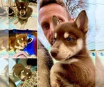 Puppy Waelyn Pomsky-Siberian Husky Mix