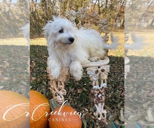 Havachon Puppy for Sale in NIANGUA, Missouri USA