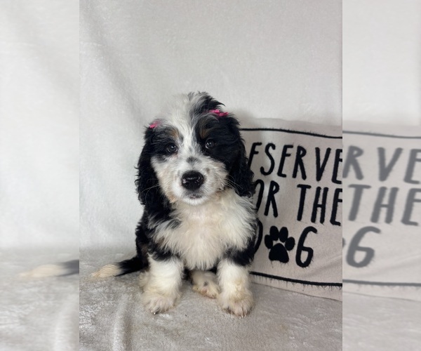 Medium Photo #5 Bernedoodle Puppy For Sale in GREENFIELD, IN, USA