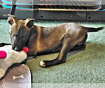 Small #3 Feist Terrier-Labrador Retriever Mix