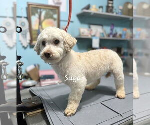 Poodle (Miniature) Dogs for adoption in Mooresville, NC, USA