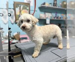 Small Poodle (Miniature)