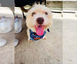 Mutt Dogs for adoption in Houston, TX, USA