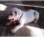Small Photo #9 Dogo Argentino Puppy For Sale in RYAN, OK, USA