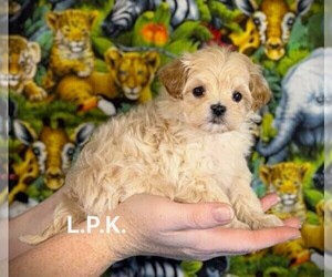 Maltipoo Puppy for sale in WINNSBORO, LA, USA