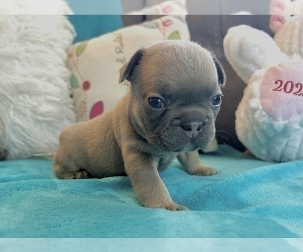 Medium Photo #39 French Bulldog Puppy For Sale in HOUSTON, TX, USA