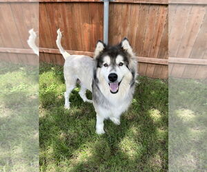 Siberian Husky Dogs for adoption in Carrollton, TX, USA