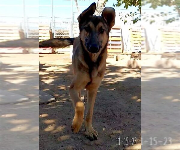 Medium Photo #5 German Shepherd Dog-Unknown Mix Puppy For Sale in Apple Valley, CA, USA