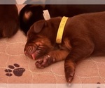 Small Photo #8 Doberman Pinscher Puppy For Sale in MACOMB TOWNSHIP, MI, USA