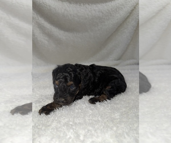 Medium Photo #10 Cavapoo mix (+ Poodle Miniature) Puppy For Sale in MUNFORDVILLE, KY, USA