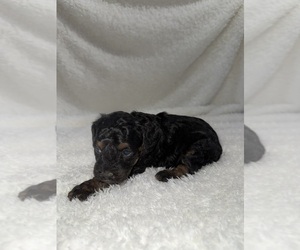Medium Cavapoo mix (+ Poodle Miniature)