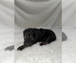 Puppy Puppy 4 Cavapoo mix (+ Poodle Miniature)