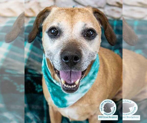 Medium Photo #2 Labbe Puppy For Sale in Kennesaw, GA, USA