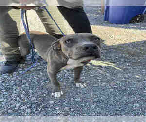 American Pit Bull Terrier Dogs for adoption in Hanford, CA, USA