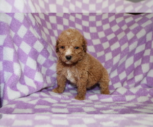Poodle (Standard) Puppy for sale in BLOOMINGTON, IN, USA