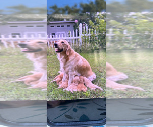 Golden Retriever Puppy for sale in SAINT JAMES, MO, USA