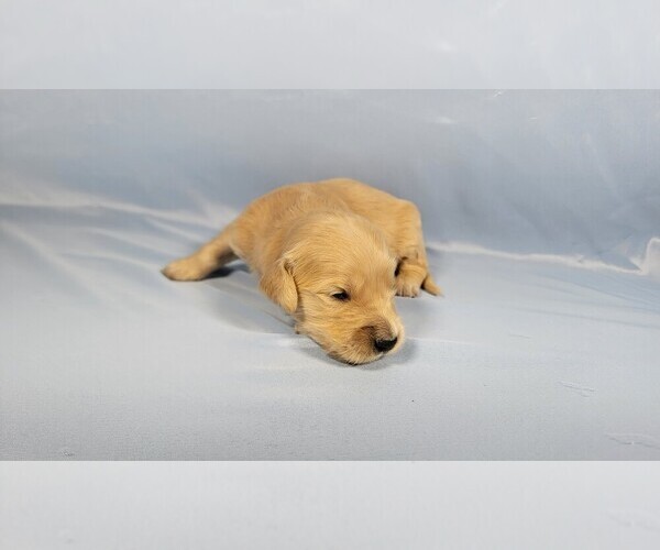 Medium Photo #28 Golden Retriever Puppy For Sale in BLACK FOREST, CO, USA