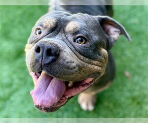 Mutt Dogs for adoption in Redwood City, CA, USA