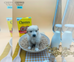 Puppy 7 Golden Retriever-Samoyed Mix