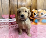 Small Photo #8 Golden Retriever Puppy For Sale in NEOLA, WV, USA