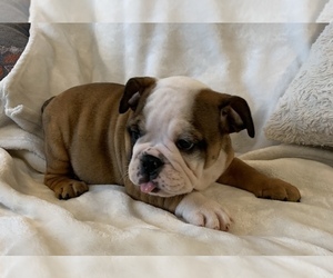 English Bulldog Puppy for sale in JOHNS ISLAND, SC, USA