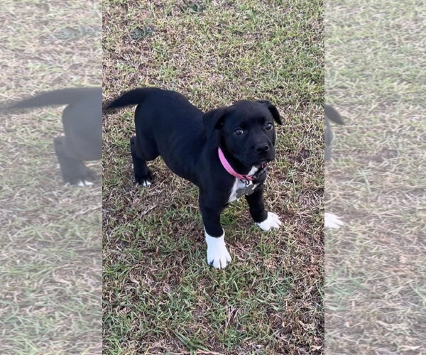 Medium Photo #1 American Staffordshire Terrier-Labrador Retriever Mix Puppy For Sale in Holly Springs, NC, USA