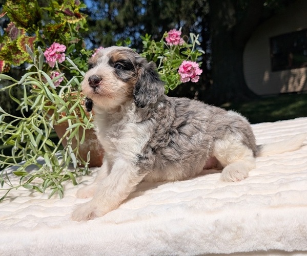 Medium Photo #62 Miniature Bernedoodle Puppy For Sale in GOSHEN, IN, USA