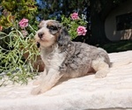 Small #5 Miniature Bernedoodle