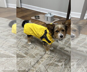 Nori - Female Mutt Dog for Adoption - Photo #4