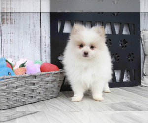 Pomeranian Puppy for sale in MARIETTA, GA, USA