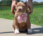 Puppy Lime Green American Bully