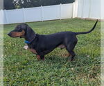 Small #1 Dachshund