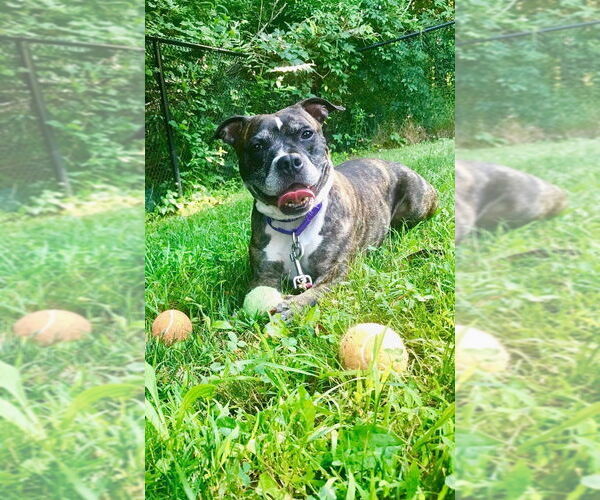 Medium Photo #2 Bullboxer Pit Puppy For Sale in New York, NY, USA