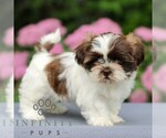 Small #3 Shih Tzu