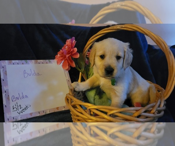 Medium Photo #18 Golden Retriever Puppy For Sale in VOORHEES, NJ, USA