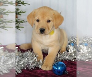 Golden Labrador Puppy for sale in FREDERICKSBURG, OH, USA