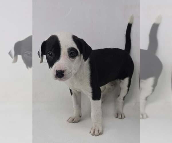 Medium Photo #1 Labrador Retriever-Unknown Mix Puppy For Sale in Brewster, NY, USA