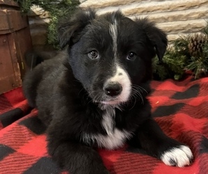 Border Collie Puppy for sale in LOMA, CO, USA