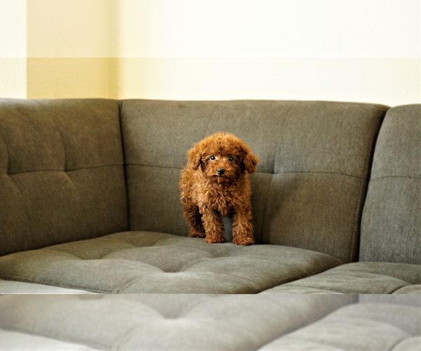 Medium Photo #2 Poodle (Toy) Puppy For Sale in FULLERTON, CA, USA
