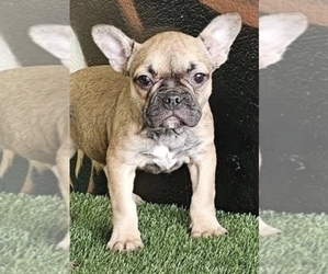 French Bulldog Puppy for sale in NEWPORT BEACH, CA, USA