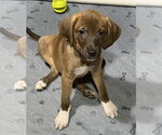 Small Catahoula Leopard Dog-Labrador Retriever Mix