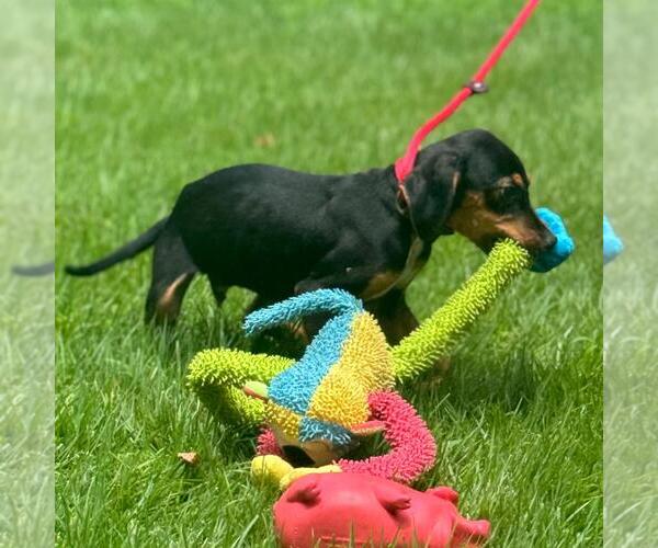 Medium Photo #3 Mutt Puppy For Sale in Yardley, PA, USA
