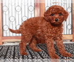 Small #3 Goldendoodle (Miniature)