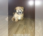 Puppy 2 Yorkshire Terrier