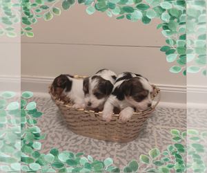 Biewer Terrier Puppy for sale in GRANBURY, TX, USA